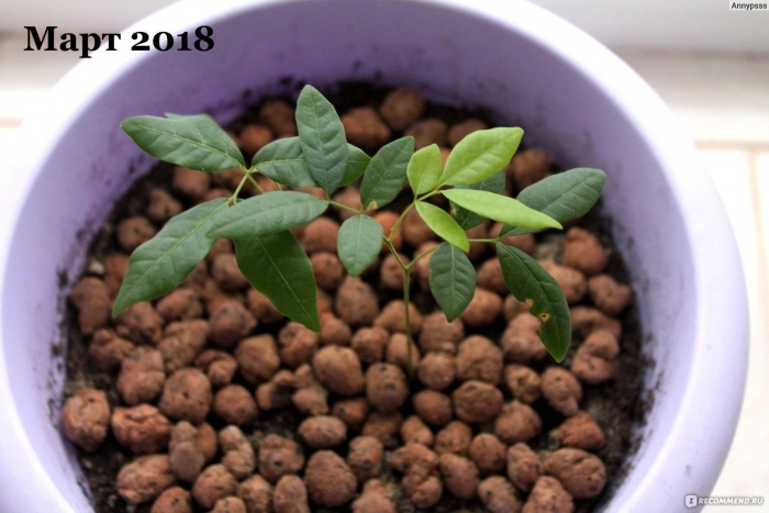 Лонган выращивание в домашних