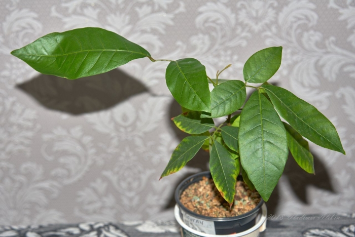 Лонган в домашних условиях