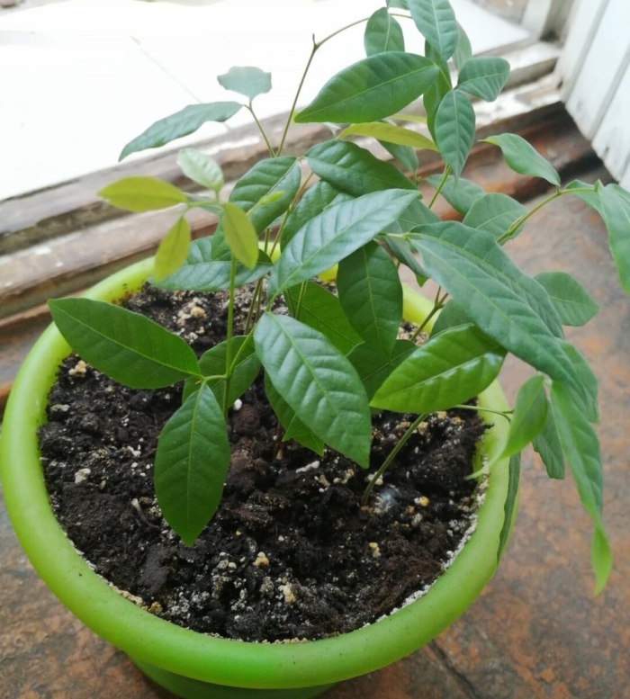 Лонган в домашних условиях