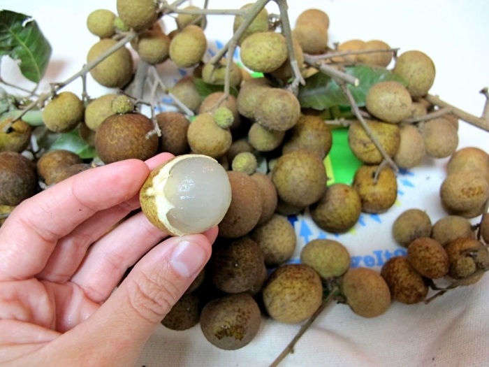 Лонган тайский