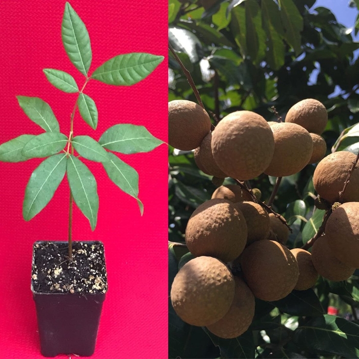 Лонган в домашних условиях