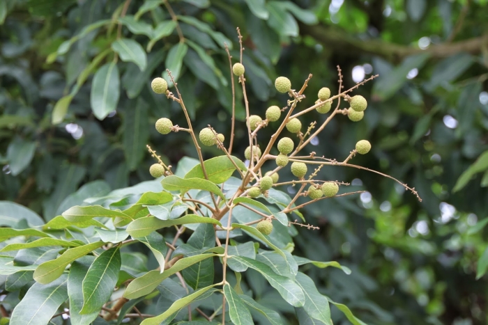 Лонган дерево