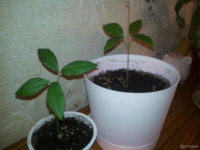 Лонган фрукт росток