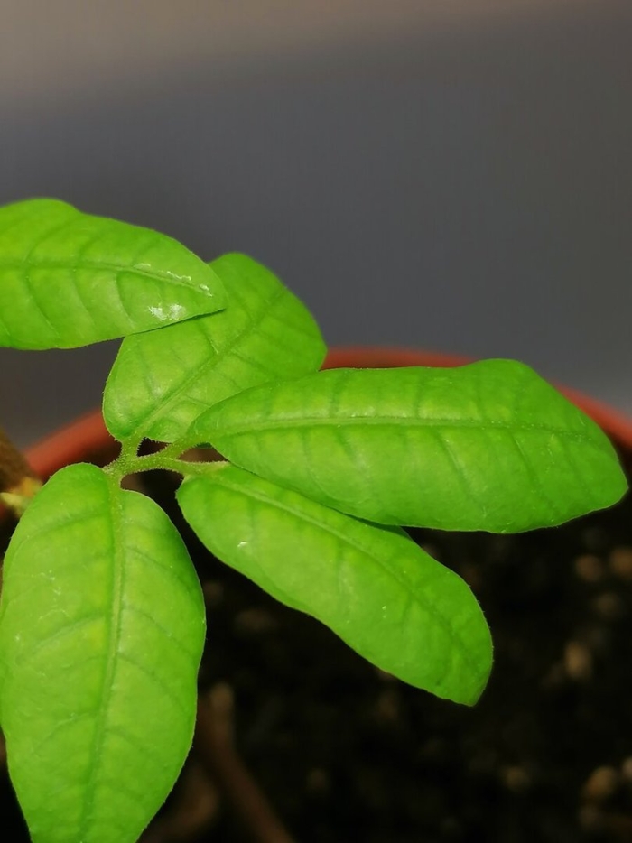 Экзотические фрукт