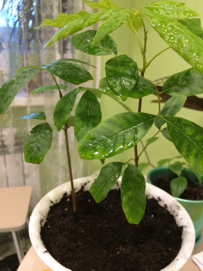 Лонган росток