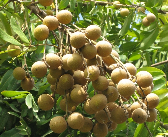 Лонган фрукт