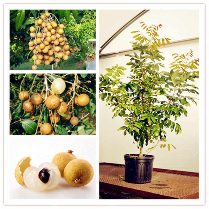 Лонган бонсай