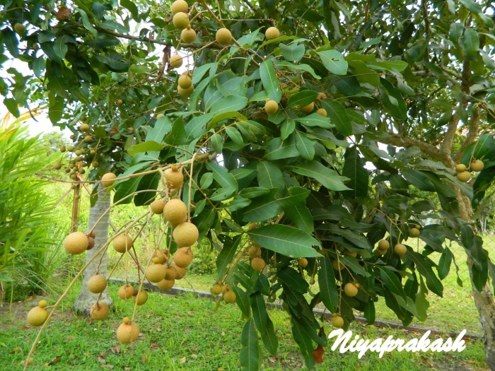 Дерево лонган