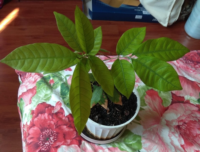 Лонган росток