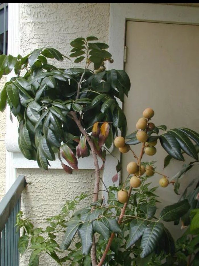 Лонган в домашних условиях