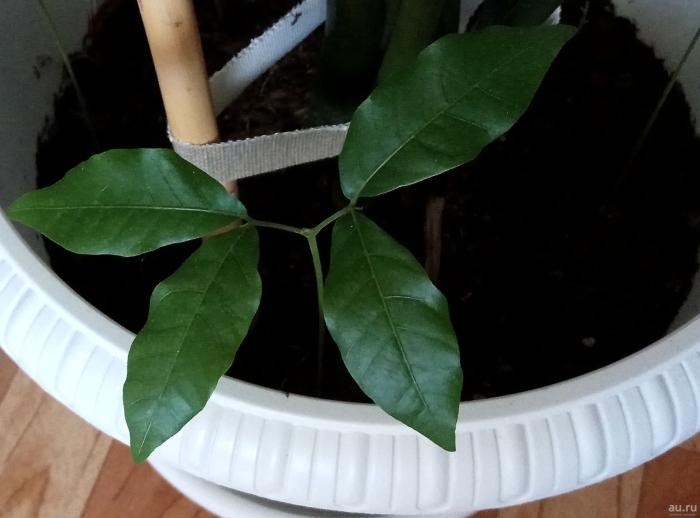 Лонган росток