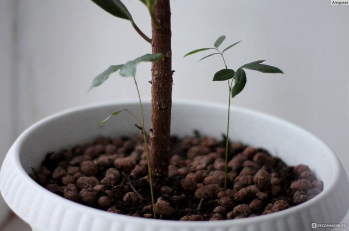 Лонган росток