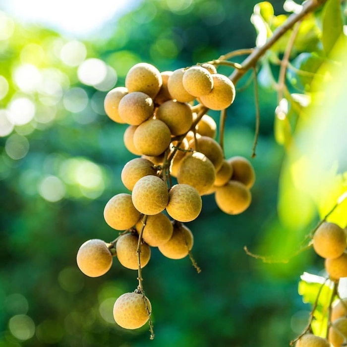 Лонган дерево