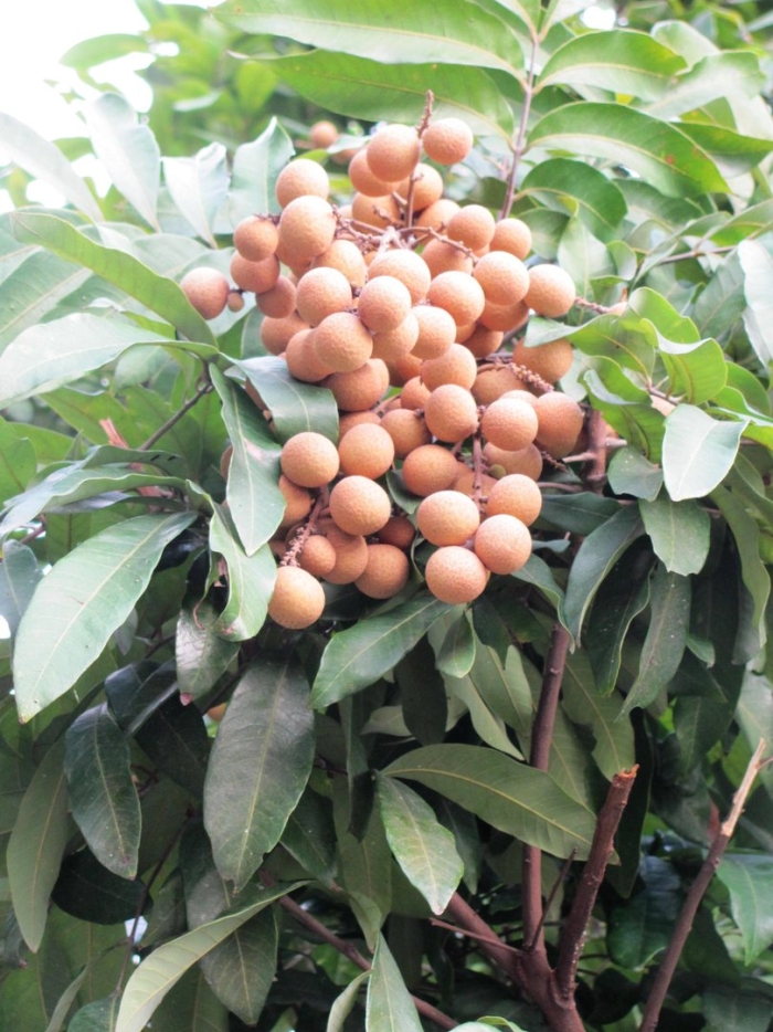 Лонган дерево