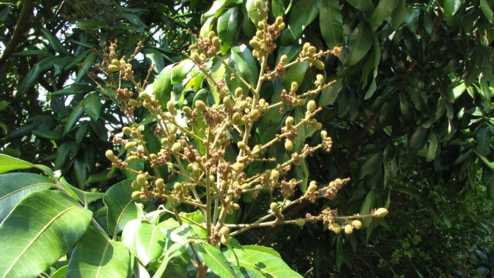 Дерево манго