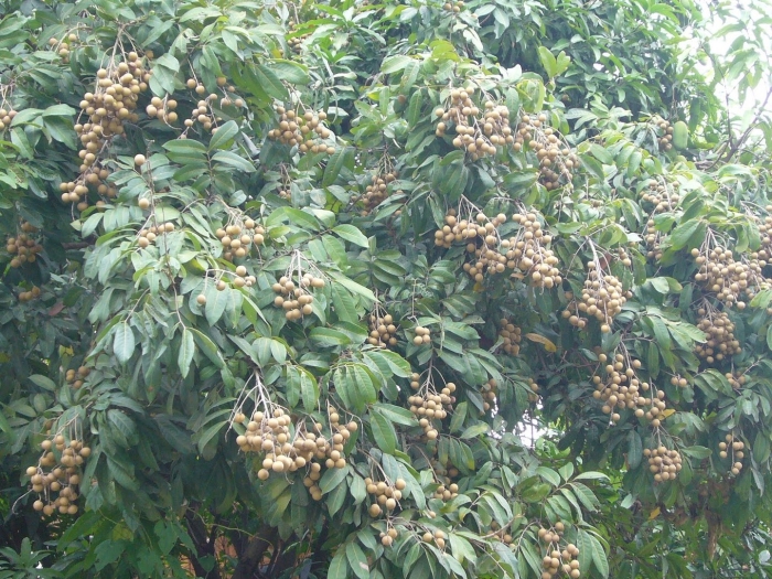 Лонган дерево