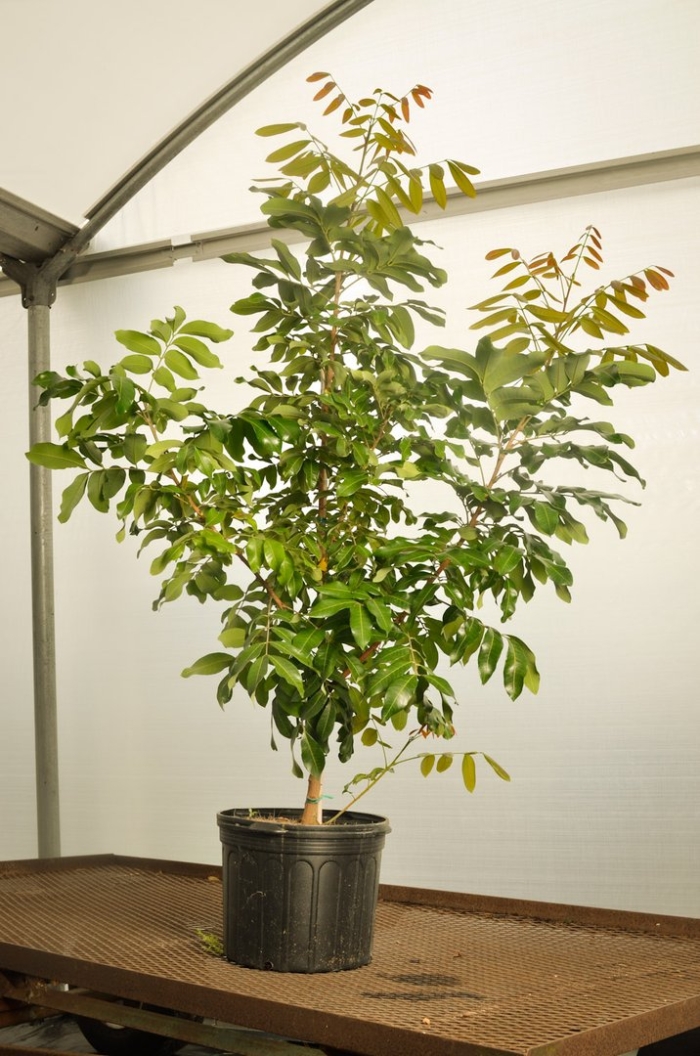 Орех сердцевидный