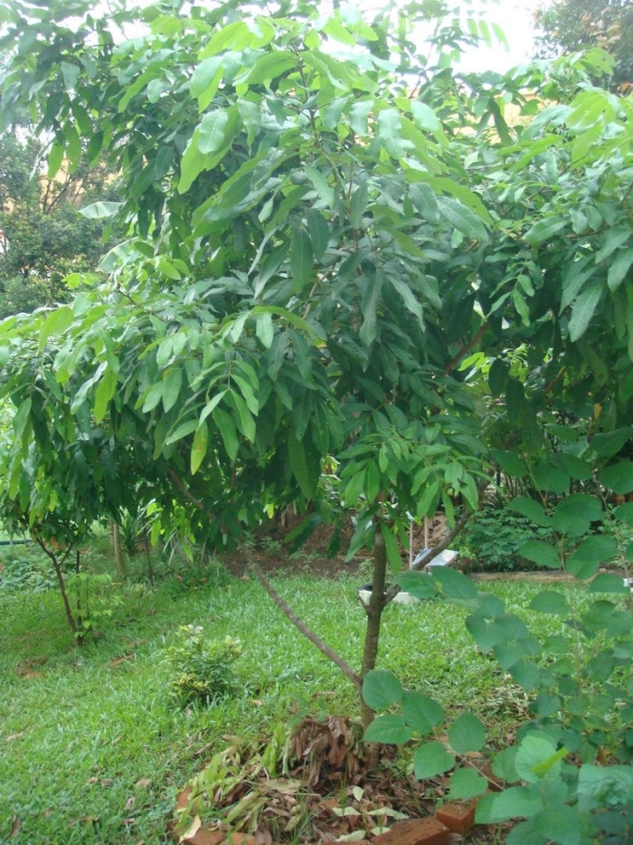 Cinnamomum tamala