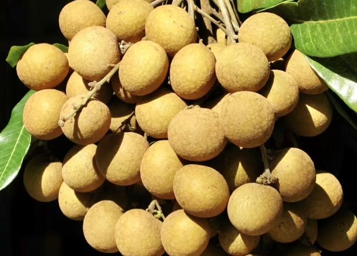 Лонган фрукт