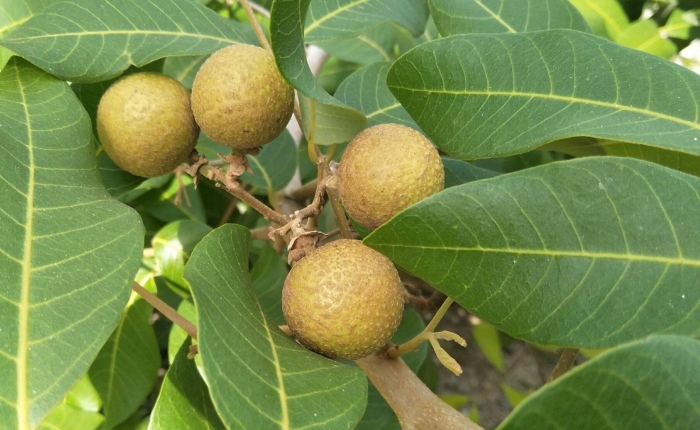 Лонган дерево