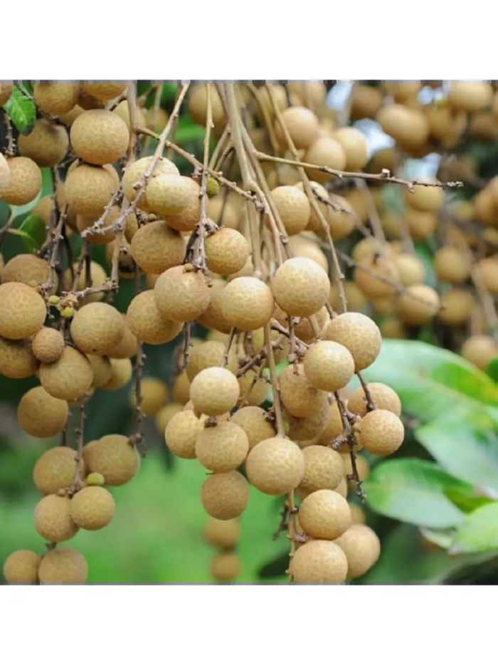 Лонган дерево