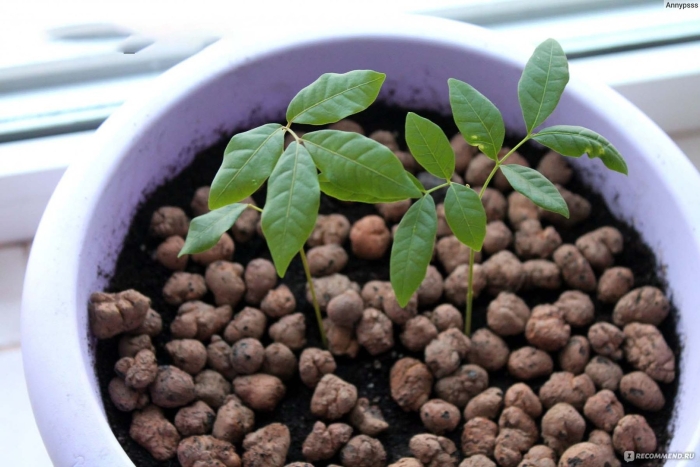 Лонган дерево в домашних условиях