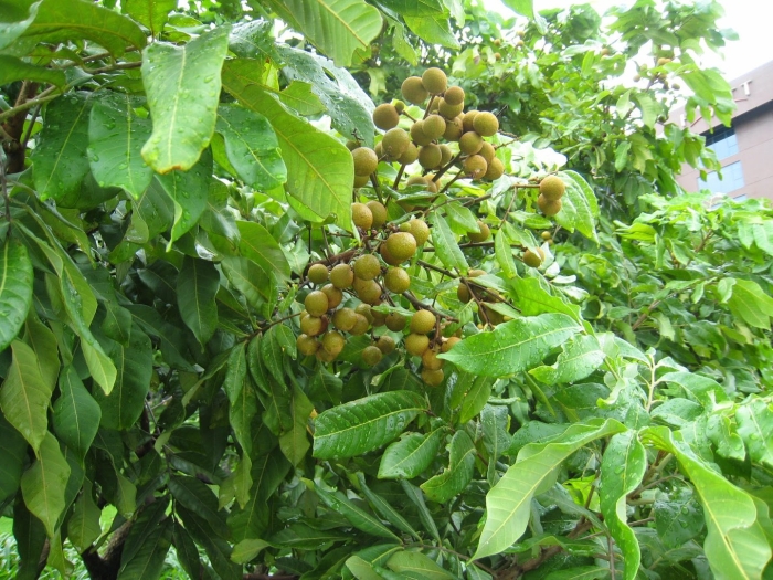 Лонган дерево