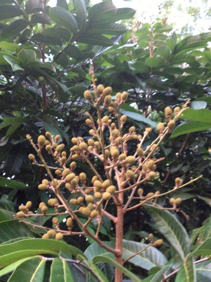 Лонган дерево