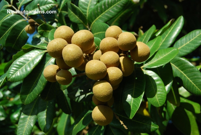 Лонган (лам яй)