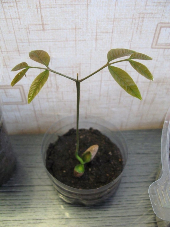 Вырастить личи из косточки в домашних условиях