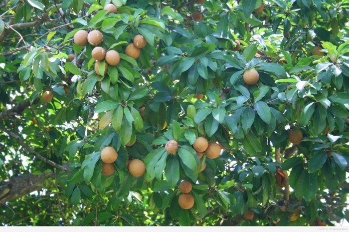 Лонган вьетнам