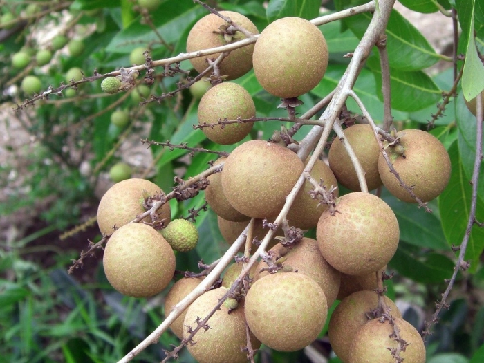 Фрукты тайланда лонган