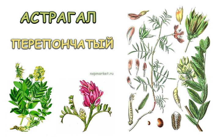 Астрагал перепончатый растение