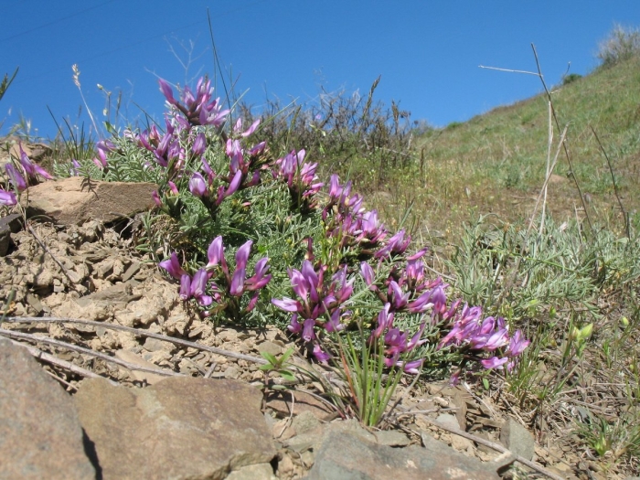Astragalus buschiorum