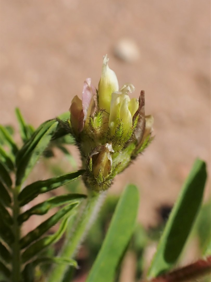 Astragalus boeticus