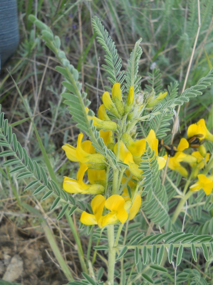 Astragalus caraganae