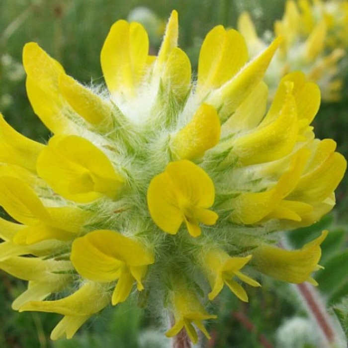 Астрагал шерстистый