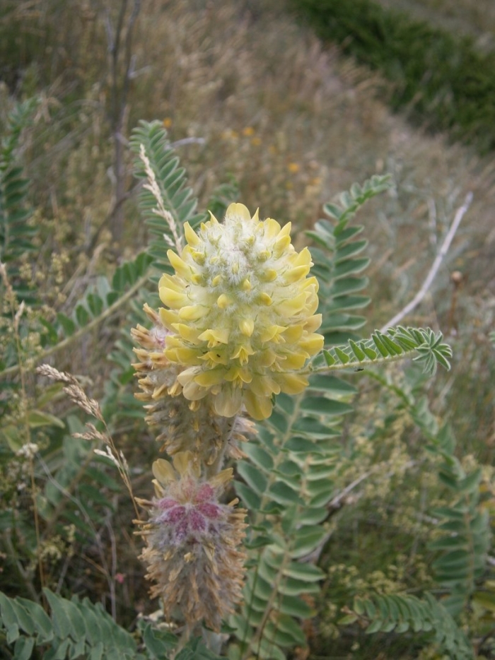 Astragalus centralpinus