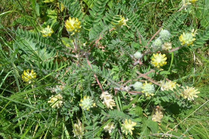 Астрагал шерстистоцветковый