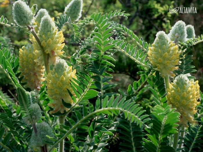 Astragalus alopecurus