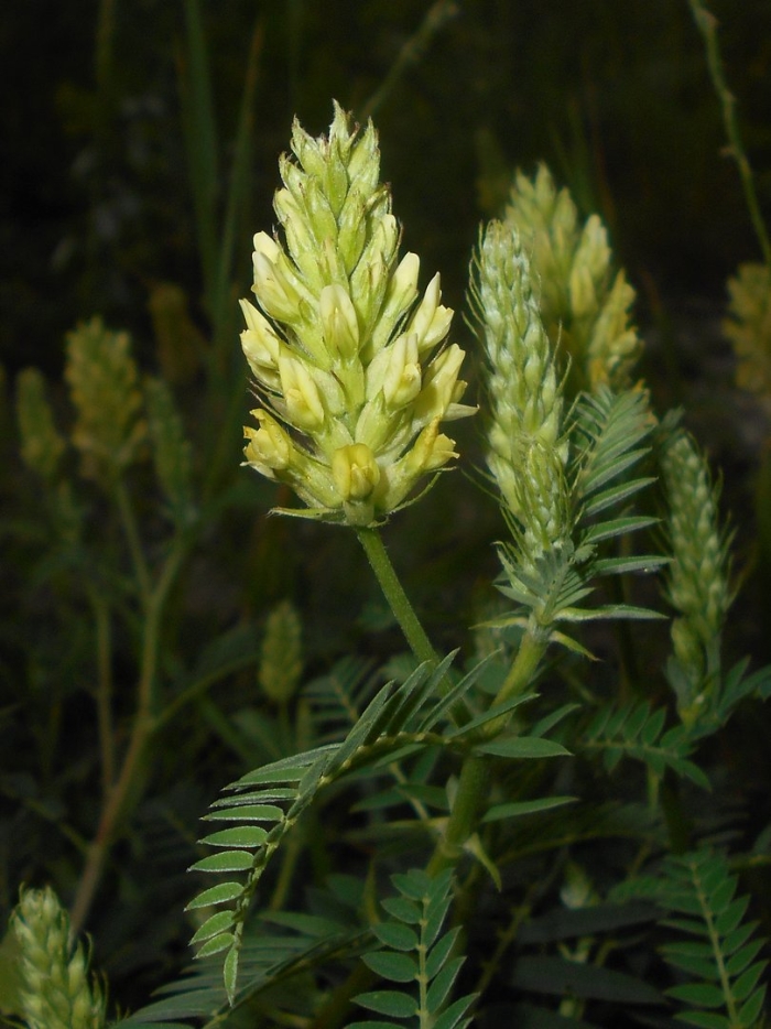 Астрагал лисий astragalus vulpinus