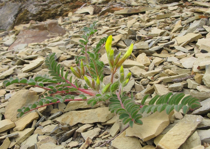 Astragalus longipetalus