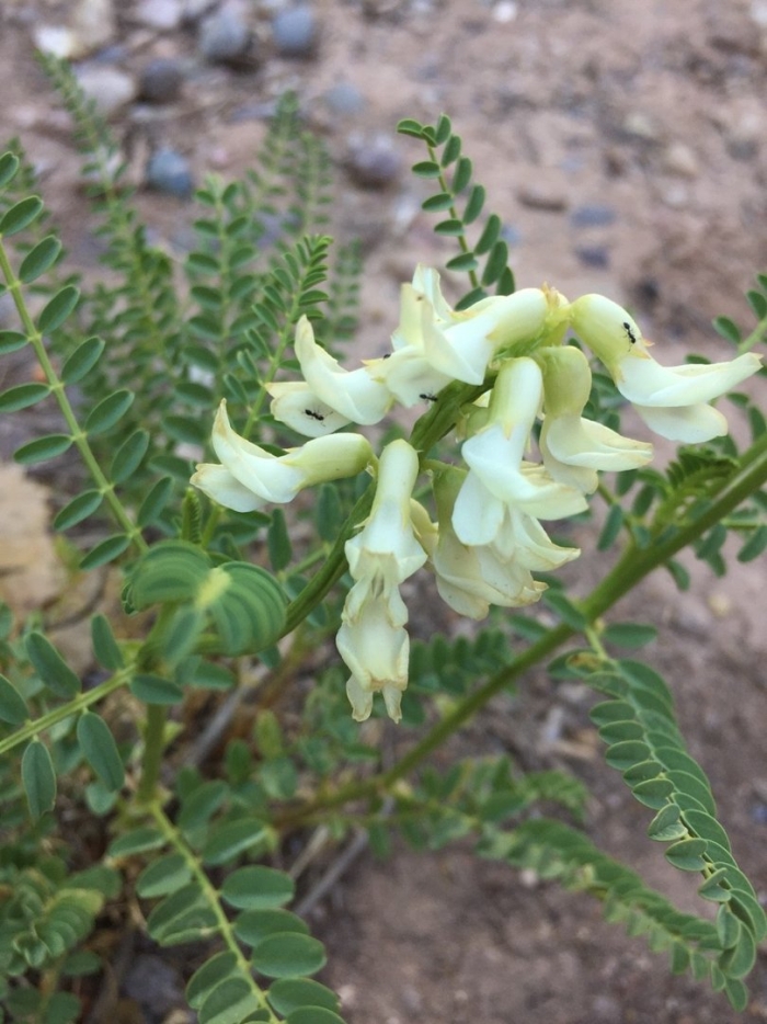 Astragalus praelongus