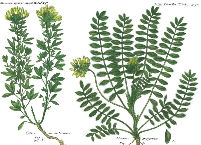 Растение астрагал