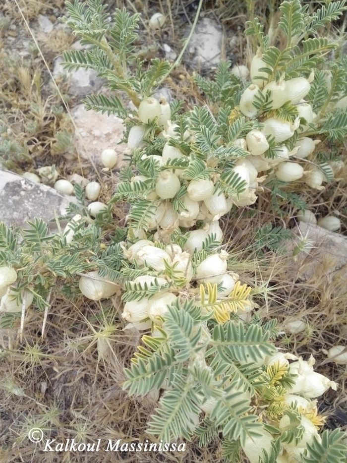 Астрагал рогоплодный