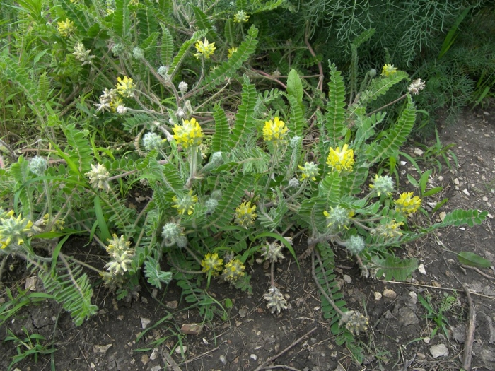 Трава астрагал шерстистоцветковый