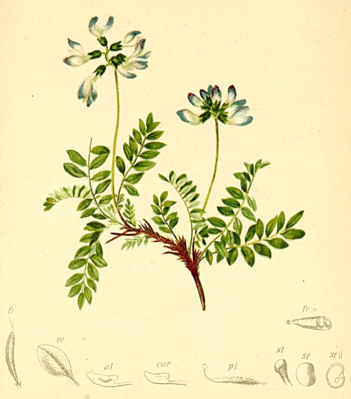 Astragalus alpinus