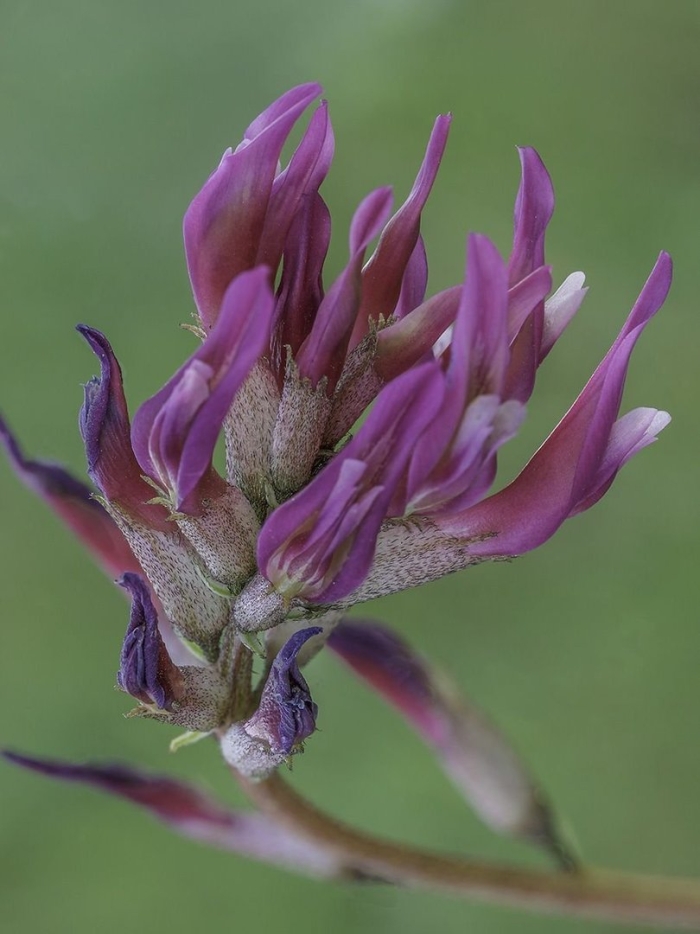 Астрагал растение