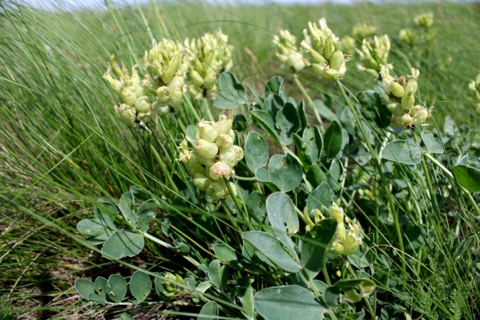 Astragalus calycinus