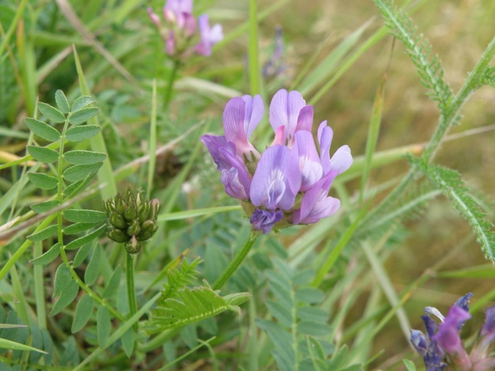 Астрагал луговой